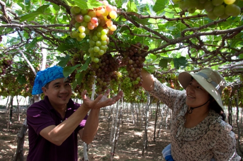 Tháng 7 đi lễ hội nho Ninh Thuận - 3