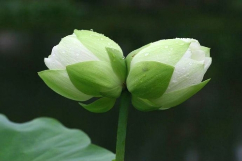 Tịnh đế liên – Loài hoa của tình nhân - 3