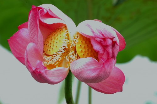 Tịnh đế liên – Loài hoa của tình nhân - 7