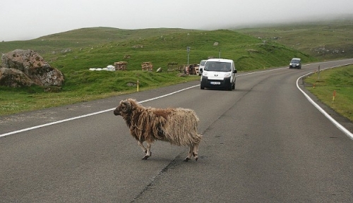 Tới thăm 'xứ cừu' ở đảo Faroe đầy thơ mộng - 2