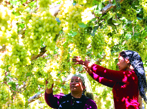 Turpan, mùa nho chín đỏ trên giàn - 2