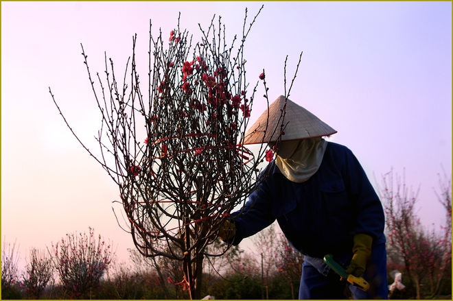 Xuân về trên làng hoa tết Nhật Tân - 8