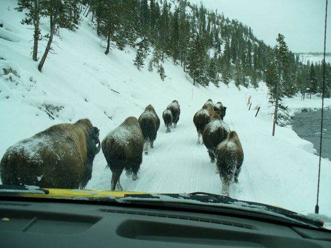 yellowstone khac la vao mua dong - 11