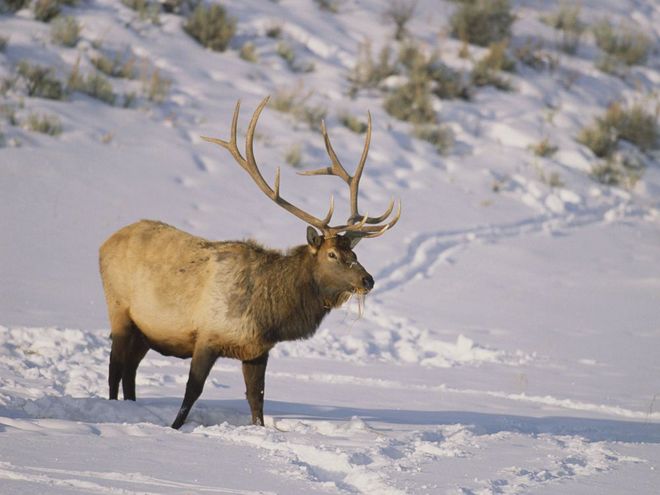 yellowstone khac la vao mua dong - 9